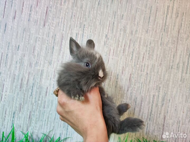 Декорактивный кролик - мини карликовый