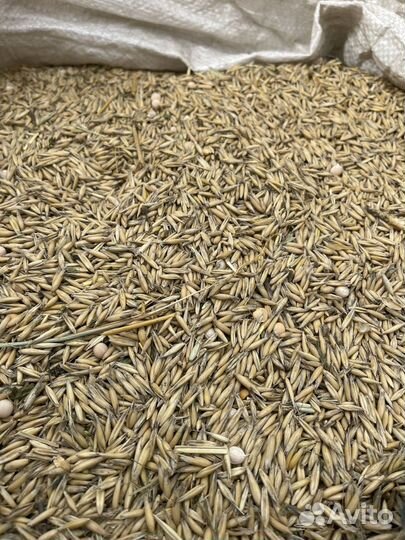 Зерно овес пшеница