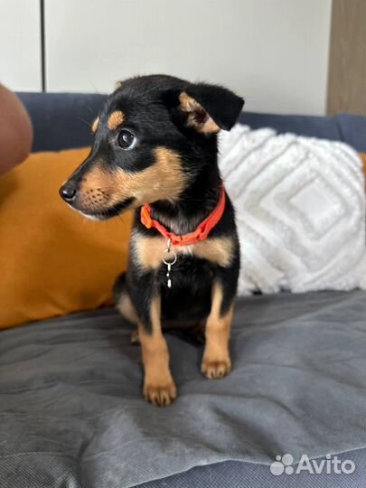 Щенок -девочка в добрые руки