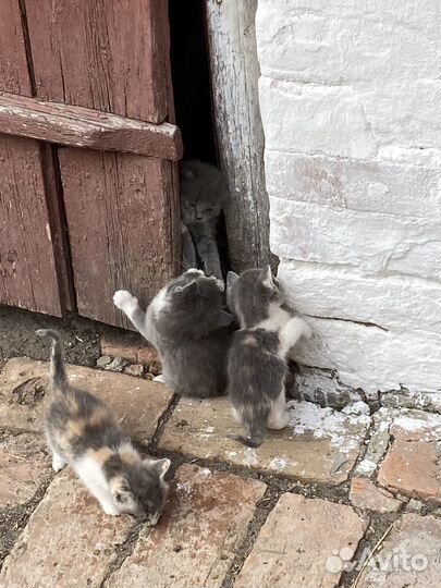 Котята бесплатно