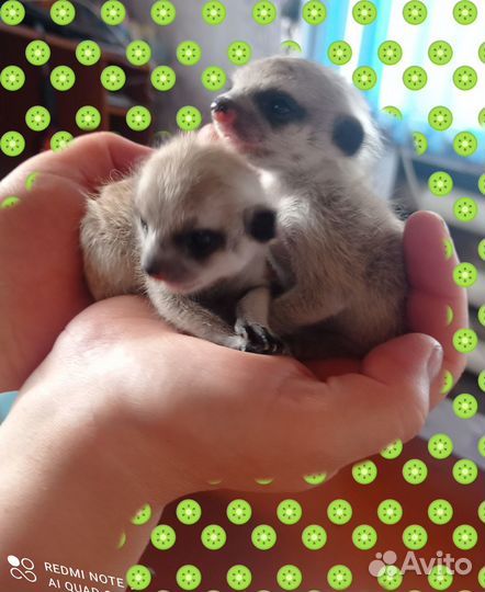 Продам сурикат