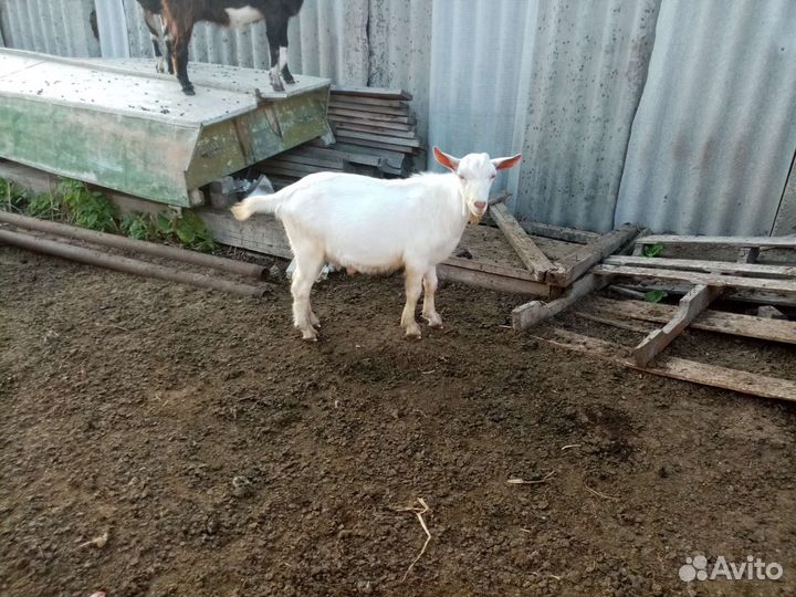 Сельхоз животные