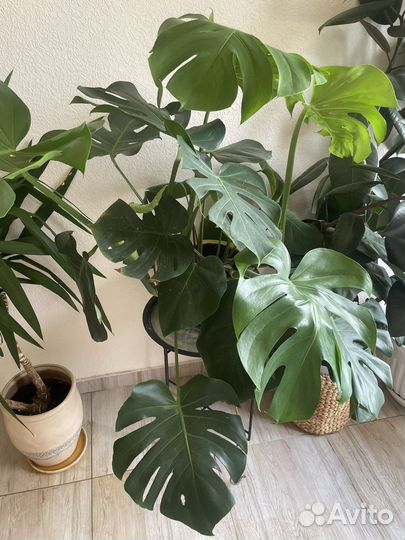 Монстера, фикус, юкка
