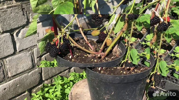 Саженцы ежевики зкс и окс