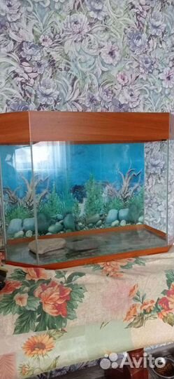 Аквариум