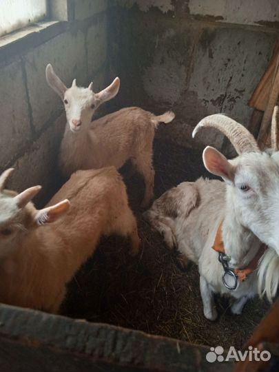 Козы, козлятами и козел