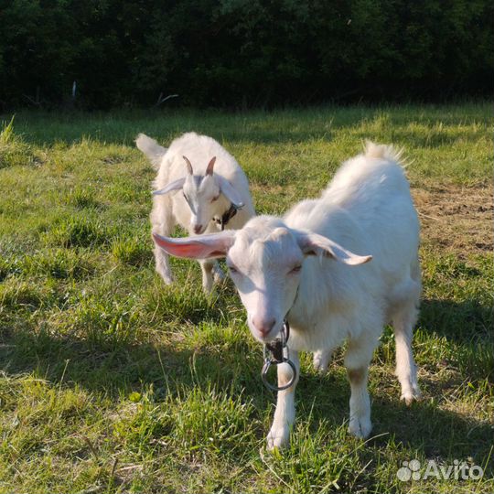 Козлята