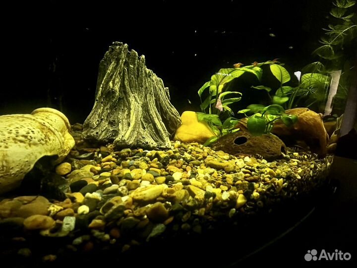 Улитки Хелена