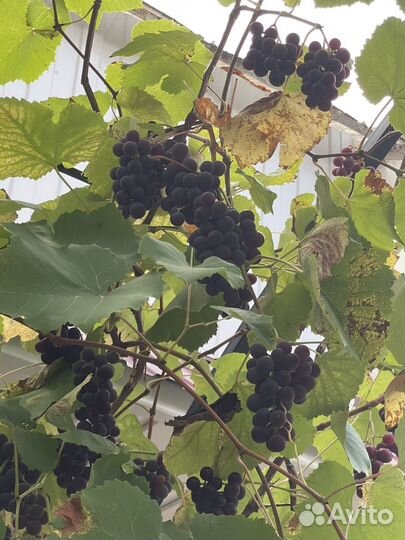 Виноград латвийский розовый для еды