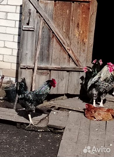 Куры петухи