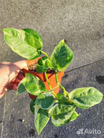 Эпипремнум н-Джой - Epipremnum N-Joy