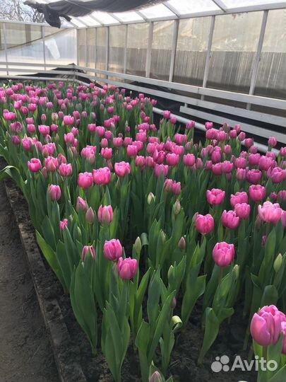 Тюльпаны оптом срез