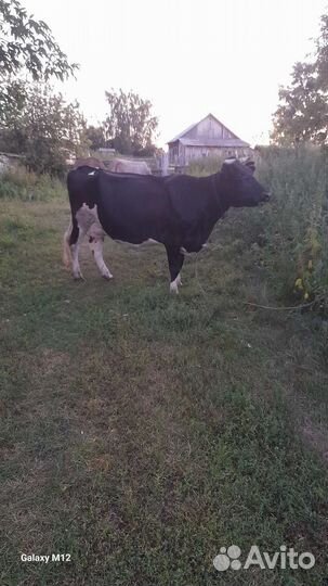 Корова дойная