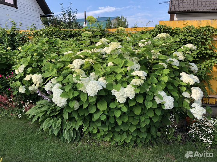 Гортензия Анабель Стронг(не разваливается)