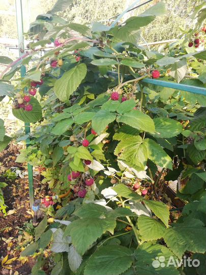 Саженцы ореха,сливы,черешни,махровой сирени,цветов