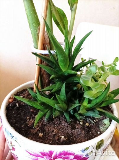 Замиокулькас с суккулентами