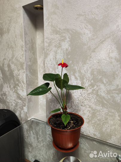 Комнатные цветы антуриум