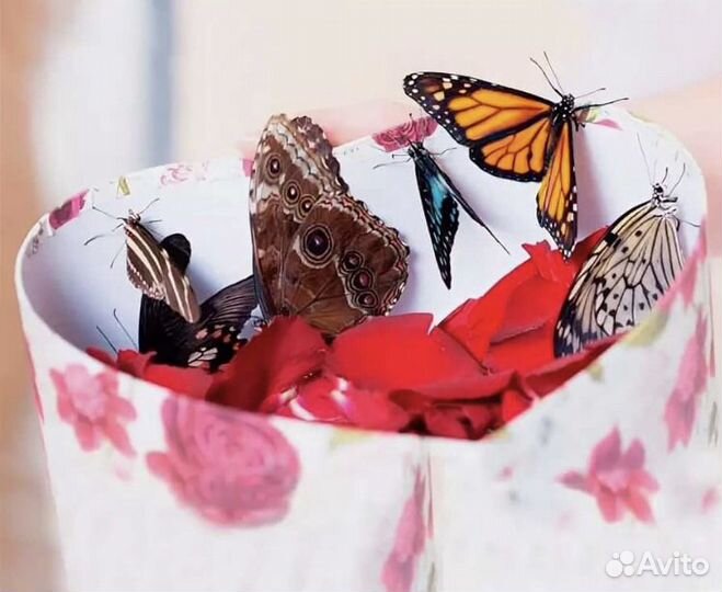 Салют из живых бабочек