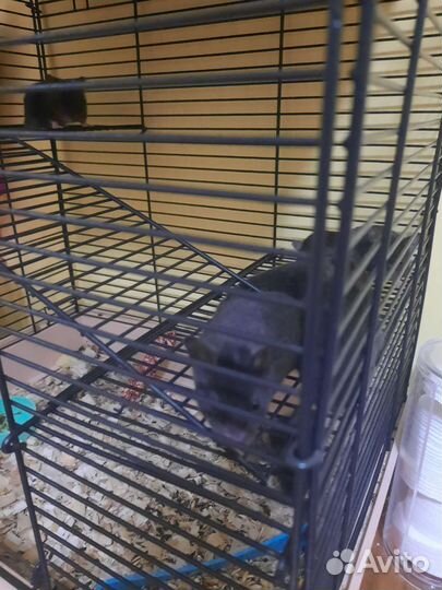 Сирийские хомяки