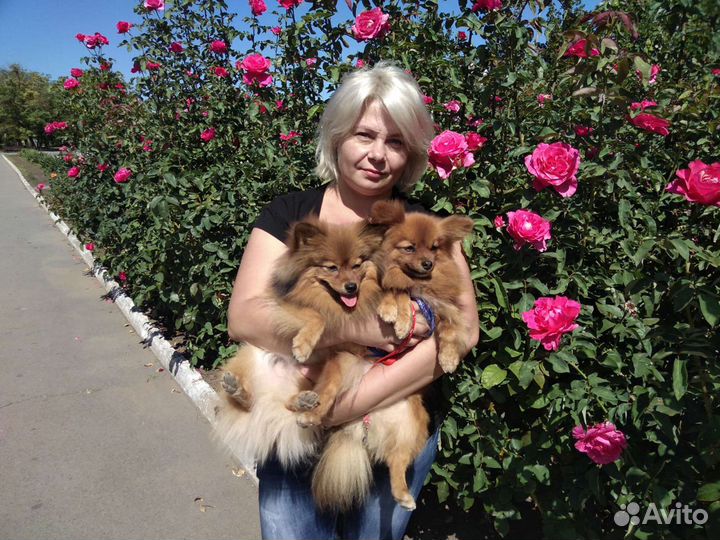 Передержка животных