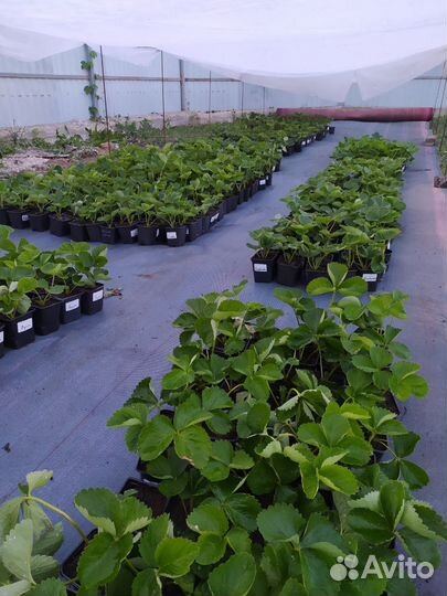 Рассада клубники сорта Азия