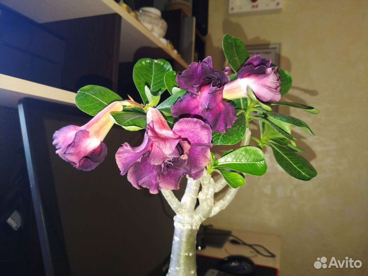 Адениум взрослый