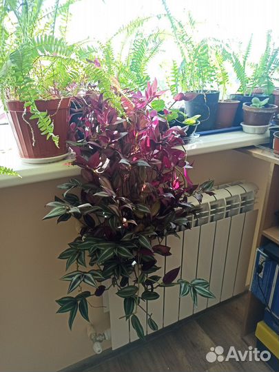 Традесканция