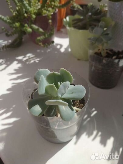 Суккуленты