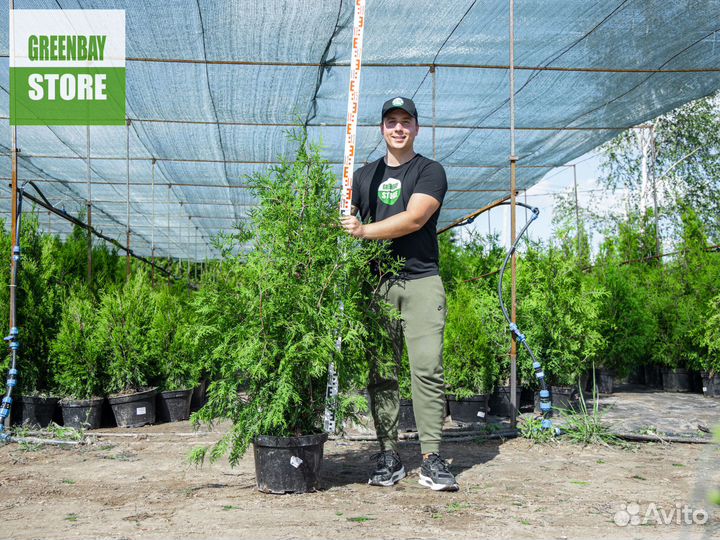 Туи брабант 120 см свежая копка 2023