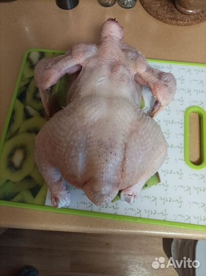 Куры домашний бройлер