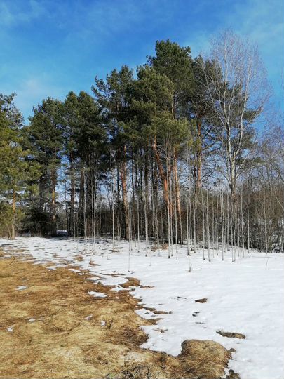 Участок 10,7 сот. (ИЖС)