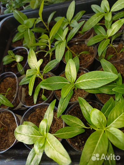 Катарантус ампельный