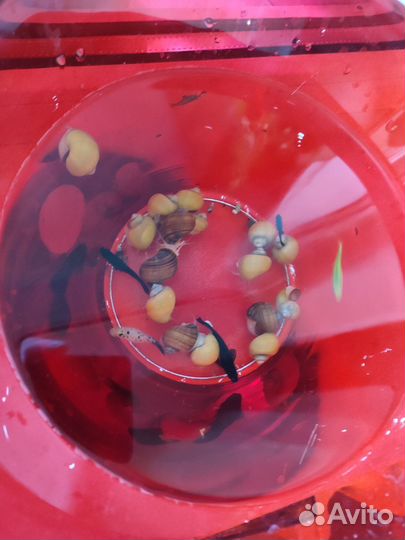 Аквариум 15 л. со всем необходимым