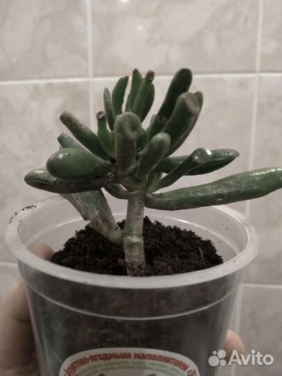 Крассула микс (толстянка) хоббит 1год