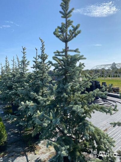 Ель Голубая