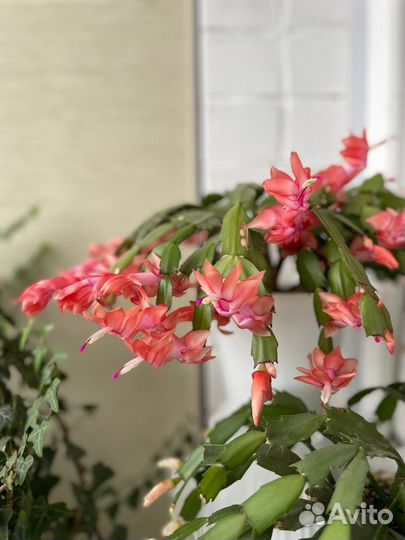 Декабристы / Шлюмбергера