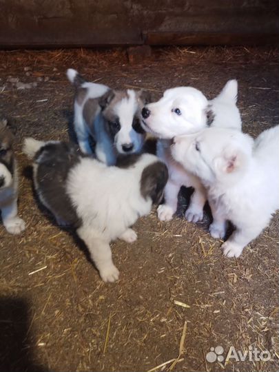 Щенки