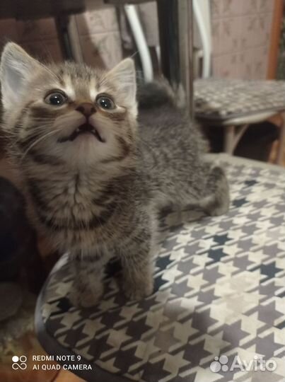 Котенок мальчик в дар