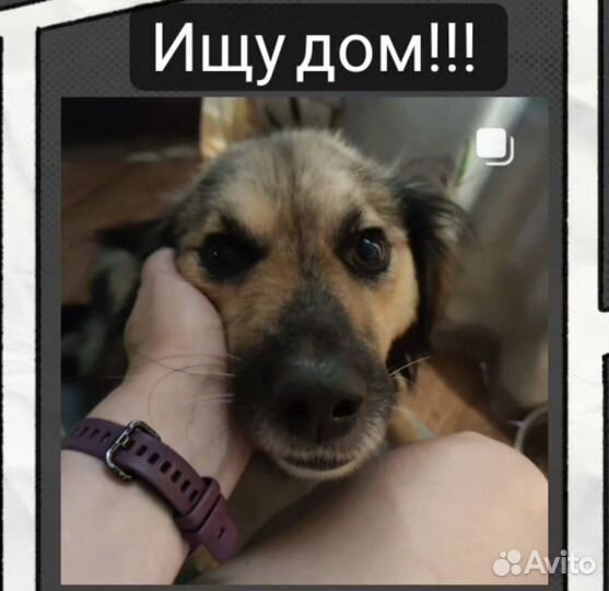 Собака в добрые руки