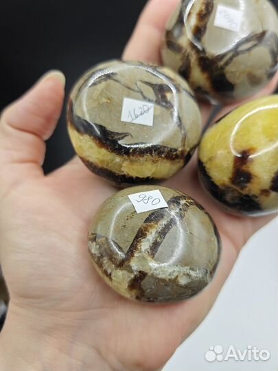 Септария галтовка крупная