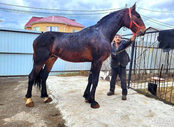 Жеребец рост 175 см