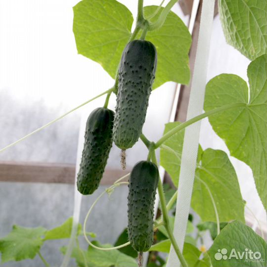 Укрывной материал Агротекс 60гр/м ш.3,2м до -9 гр