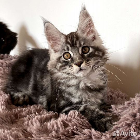 Мейн-кун чистокровные котята