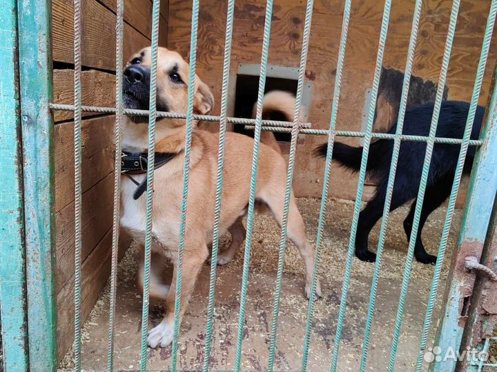 Маленький пёсик грустит в приюте