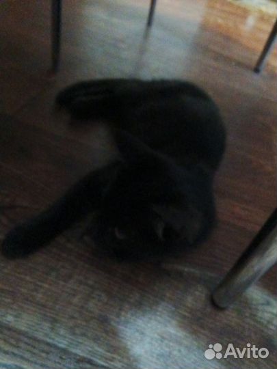 Отдам кота в добрые руки