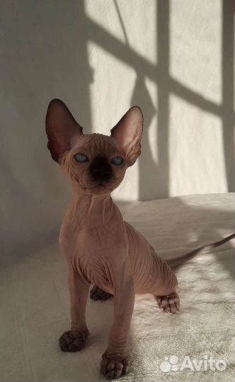 Канадский сфинкс котенок