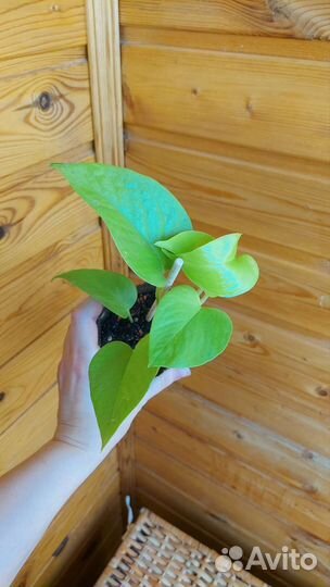 Сциндапсус мунлайт, сциндапсус неон