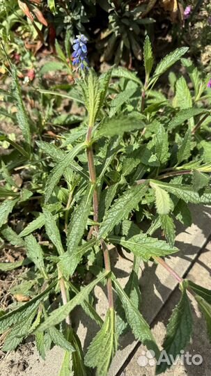 Вербена Бонарская саженцы