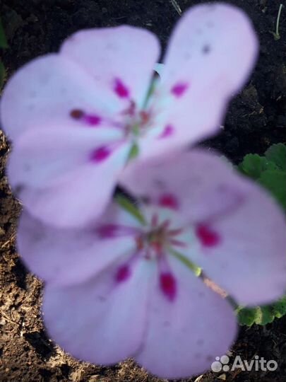 Пеларгония герань