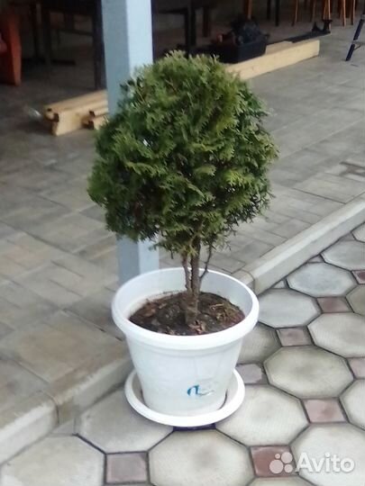 Туи на штамбе, сосны